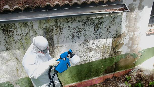Top rated local Crawl Space Mold Remediation specialists in Dedham, MA